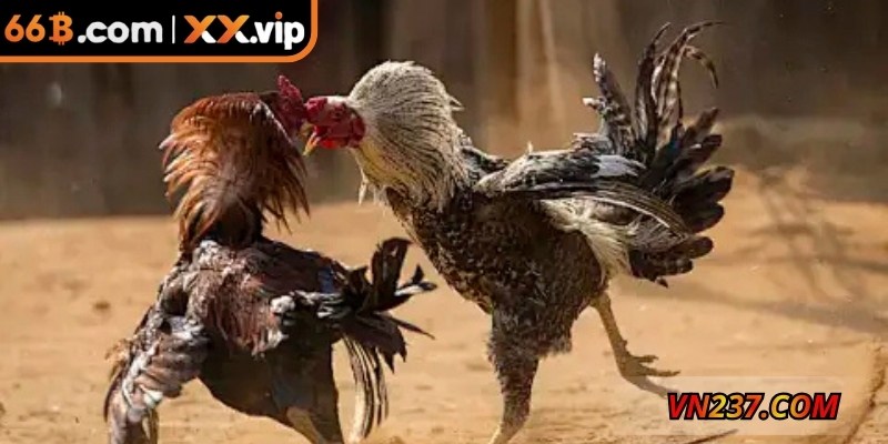 Chiến thuật thông minh giúp tối ưu cơ hội thắng tại nền tảng