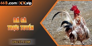 Đá Gà Trực Tuyến Tại 66B – Trải Nghiệm Kịch Tính Nhất