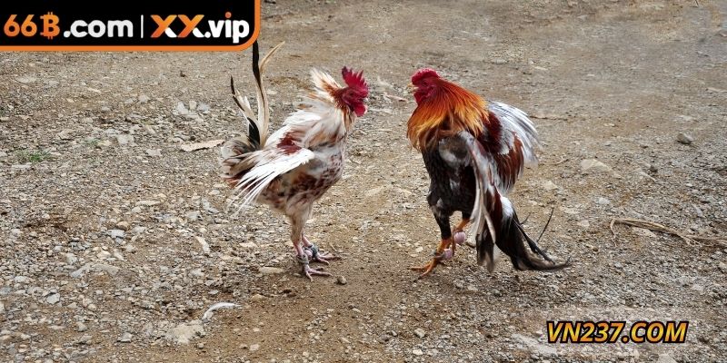 Tham gia đá gà trực tuyến với nhiều ưu điểm hàng đầu