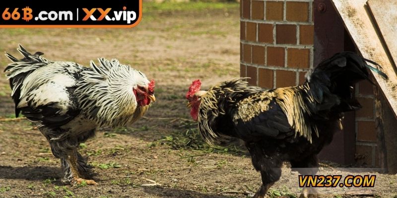 Bỏ túi các kỹ thuật huấn luyện chiến kê chuyên nghiệp