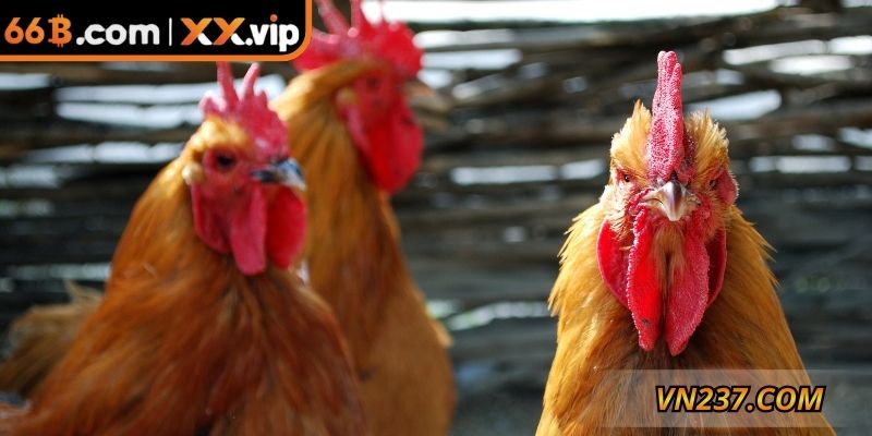 Hệ thống phân loại đa dạng cho hình thức này